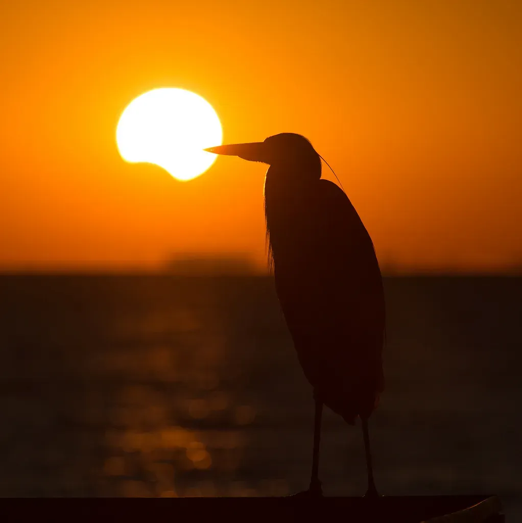 Partial Solar Eclipse with Great Blue Heron Silhouette – St Petersburg por Matthew Paulson